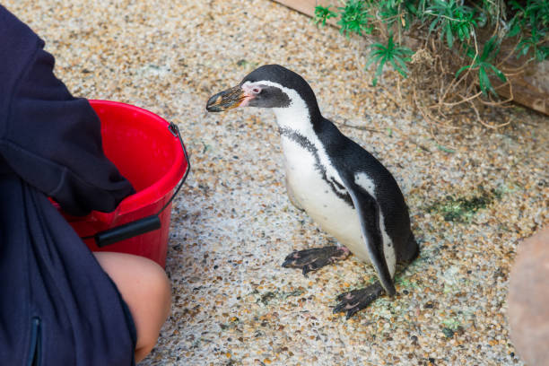 istock No face worker's hand feeding penguin at the contact zoo. Selective focus. Copy space. 1277836253