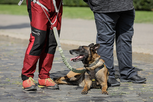 Bucharest, Romania - September 14, 2020: Search and rescue dog with his owner.