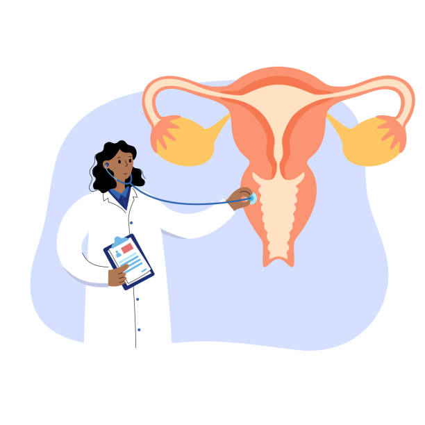 Gynecology clinic concept Uterus anatomy, gynecology clinic concept. Doctor gynecologist appointment, consultation, help and treatment. Woman health and pregnancy medicine. Female reproductive system flat vector illustration. fallopian tube stock illustrations