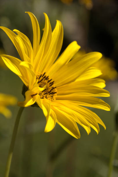istock Jerusalem artichoke (Helianthus tuberosus), also called sunroot, sunchoke, or earth apple 1277838523