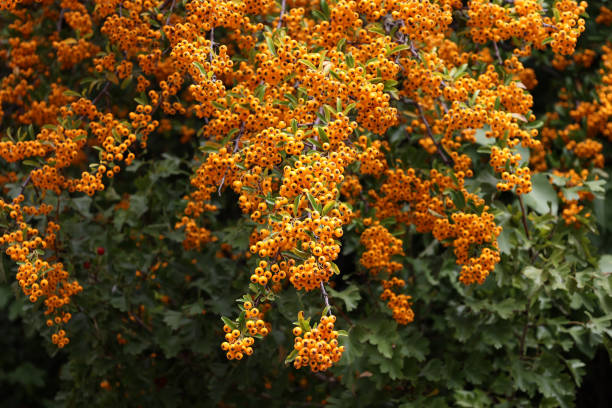 istock Pyracantha branches with bright orange ripe berries 1277840083