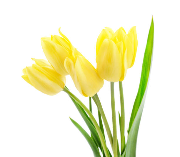 istock Beautiful yellow tulips. 1277840467