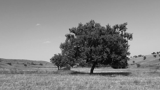 Buds on Olive Tree with sunny green field. In Dalmatia, Croatia.