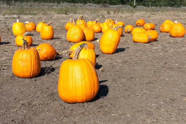 Pumpkins at the pumpking field.