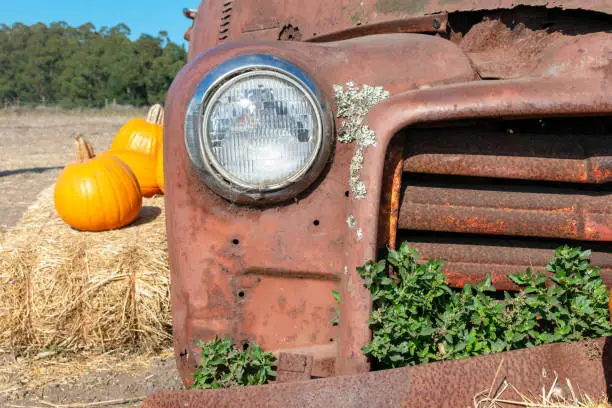 Headlight of abandoned and rusty car with several pumpkin laying on hay bale.
