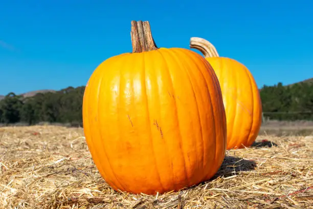 Two pumpkins at the pumpkin patch field. Blue sky background.