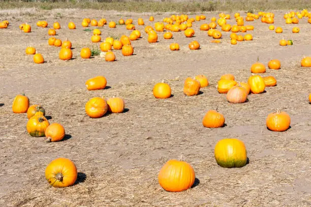 Pumpkins at the pumpking field.