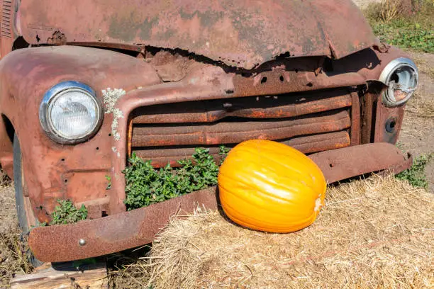 Pumpkin laying on hay bale near abandoned and rusty car.