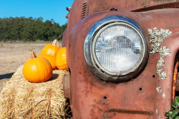 Headlight of abandoned and rusty car with several pumpkin laying on hay bale.