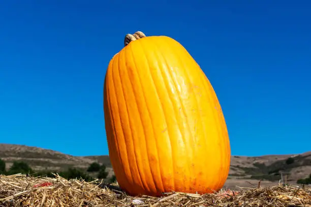 One pumpkin at the pumpkin patch field. Blue sky background.