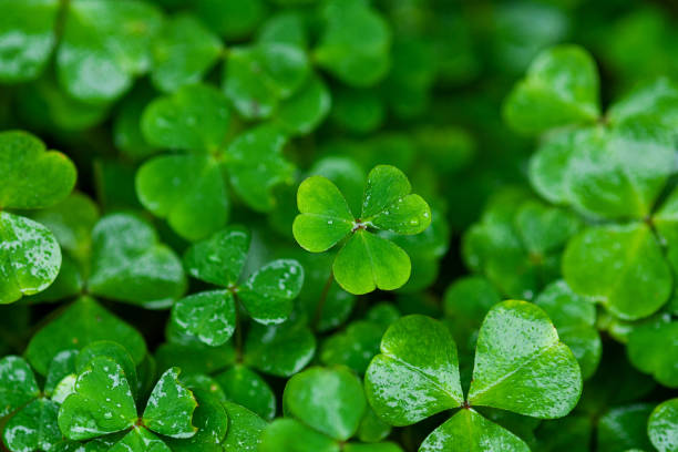 istock green clover leaves wet with rain 1277843936