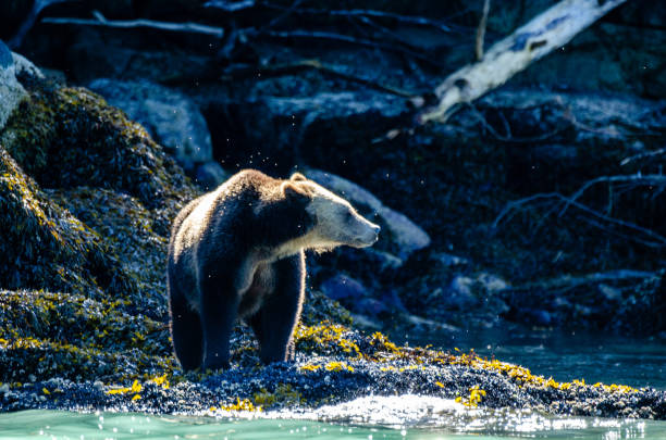 istock A grizzly provides a side profile for a picture in the sun 1277844047