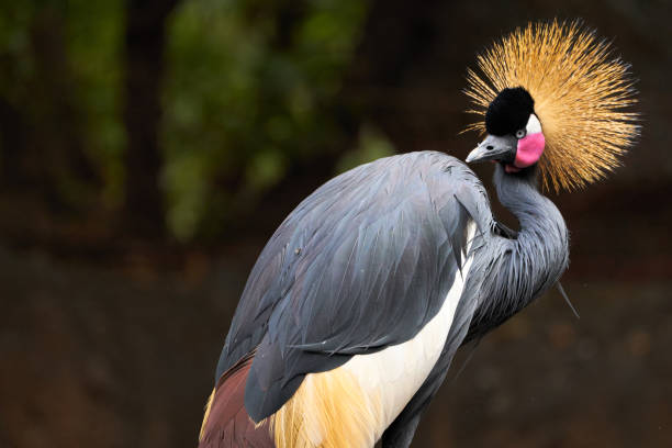 hermosa grúa coronada negra mirando al lado con hermosos colores brillantes y una mosca encaramada en sus plumas en un zoológico en valencia, españa - derrick crane fotos fotografías e imágenes de stock