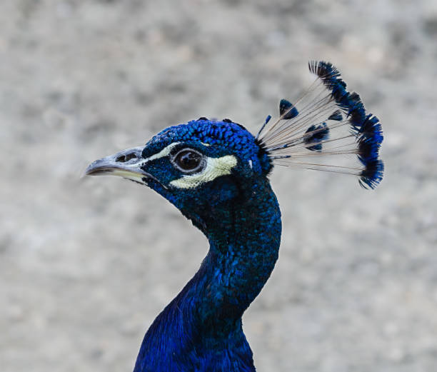 istock close-up peacock head with amazing tufted head and unusual eye expression 1277850862