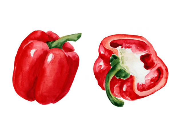 ilustrações de stock, clip art, desenhos animados e ícones de watercolor drawings of red peppers on a white background - pimento