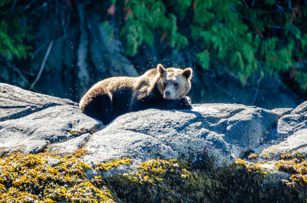 istock A grizzly swarmed by flies 1277852730