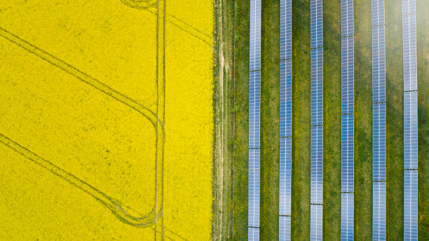 istock Canola fields and solar power plant in springtime - aerial view 1277853458