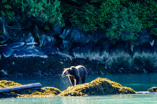 istock A grizzly bear shakes off excess water 1277854163
