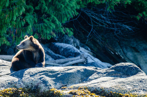istock A grizzly bear surrounded by flies up on the rock 1277854252