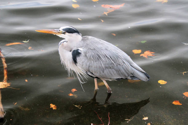 istock A view of a Grey Heron 1277854308