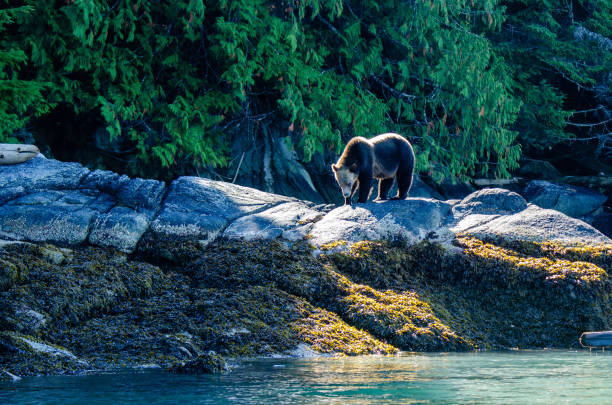 istock Grizzly bear on the rocks 1277854863