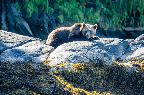 istock A grizzly awakes from a summer nap 1277855784