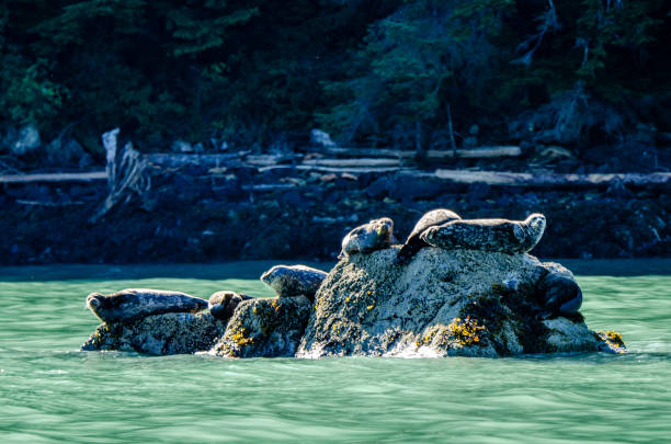 istock A bob of seals 1277856522