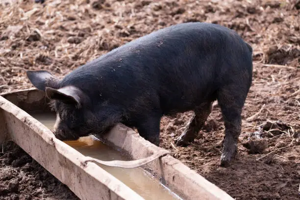 A pig drinking water from a metal water trough in a muddy pen