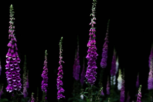 A number of lady's foxgloves flowering in a forest. The picture is taken after sunset. The background is black