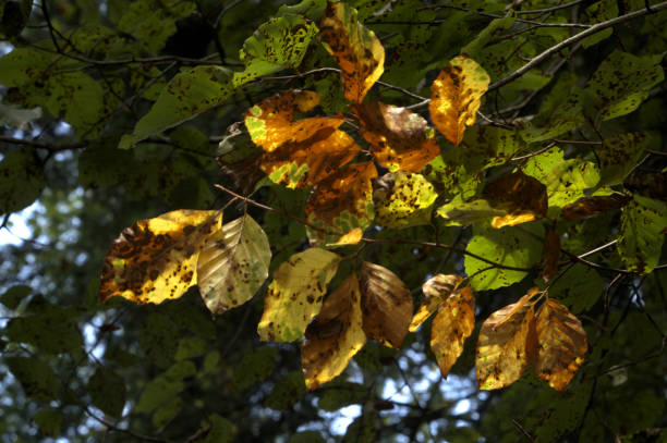 istock Beech leaves showing Autumn colours against the light 1277857235