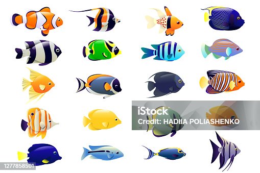 316,700+ Tropical Fish Stock Photos, Pictures & Royalty-Free Images -  iStock