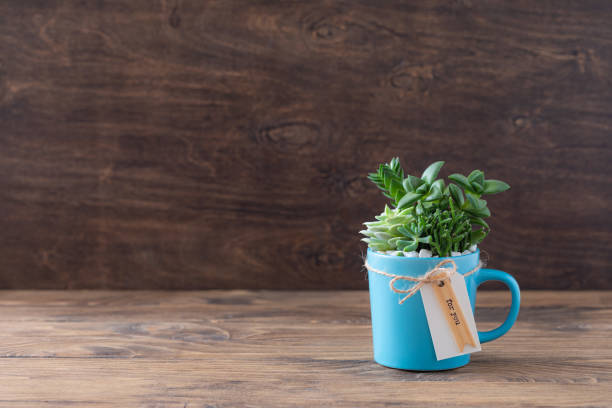 istock Easy handmade home decoration with succulents in blue mug 1277860133