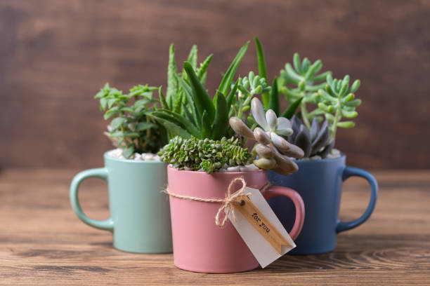 istock Easy handmade home decoration with succulents in colourful mugs 1277860273