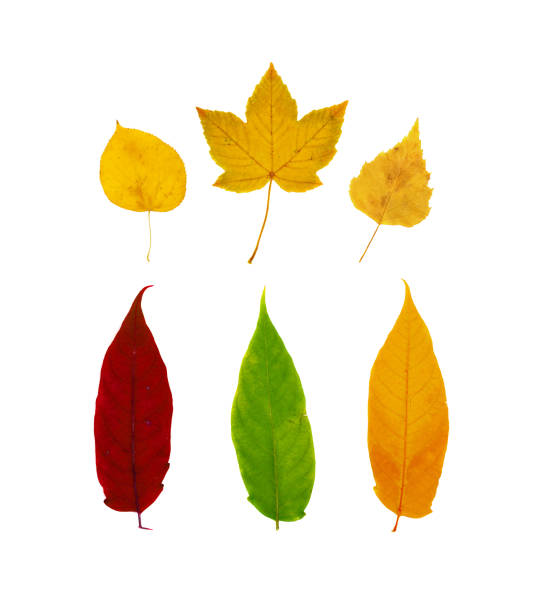 Set of dry leaves isolated on white background flat lay and top view. Studio photo of yellow and green autumn leaf collection