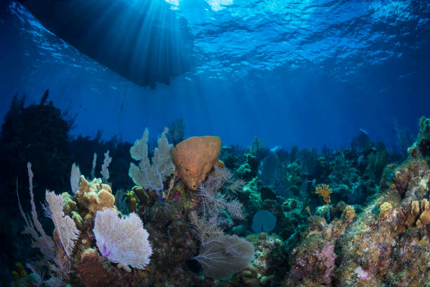 istock Caribbean marine garden 1277861058