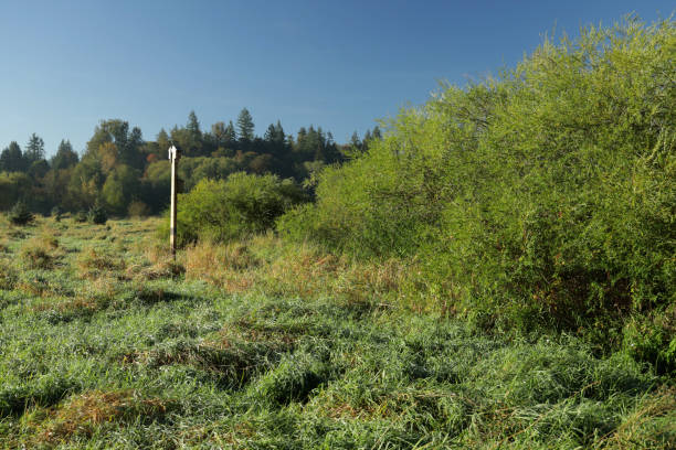 istock Early Autumn on a Flood Plain in Southwestern British Columbia 1277861149