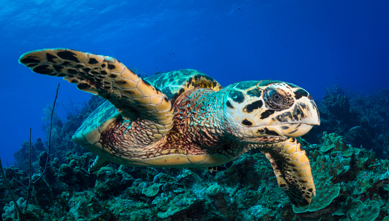 Green Sea Turtle swimming underwater at Little Cayman  in the Caribbean