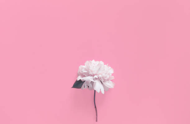 istock Creative layout made of white peony flower on pastel background. Minimal style composition. 1277862295