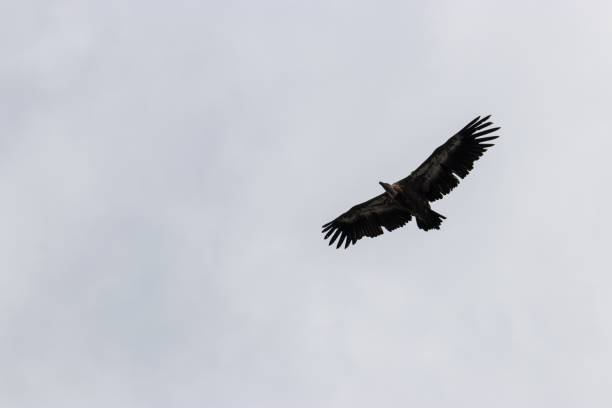 istock Big vulture flying over the sky 1277864305