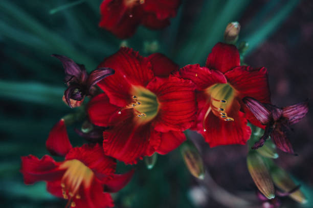 istock Red Lillies close up 1277864941