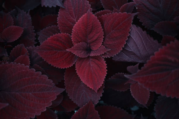 istock Moody dark red leaves background 1277864962