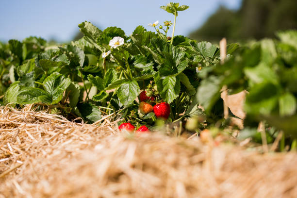 istock Hand Pick Strawberries At The Farm 1277865920