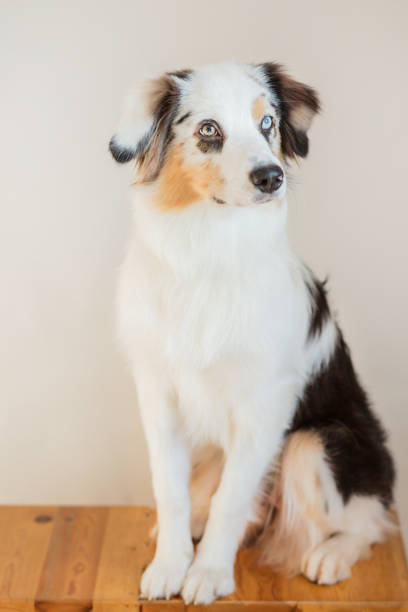 istock Sitting australian shepherd portrait on light gray background. 1277870206