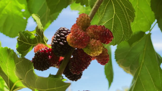 Fresh colorful mulberries on tree