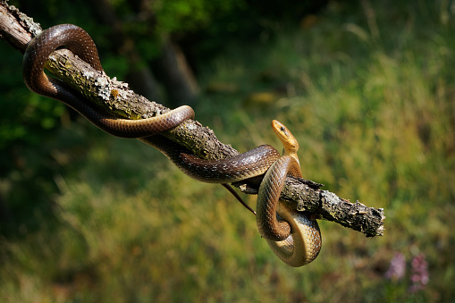 Aesculapian Snake - Zamenis longissimus, Elaphe longissima, nonvenomous olive green and yellow snake native to Europe, Colubrinae subfamily of family Colubridae. Resting on the branch.