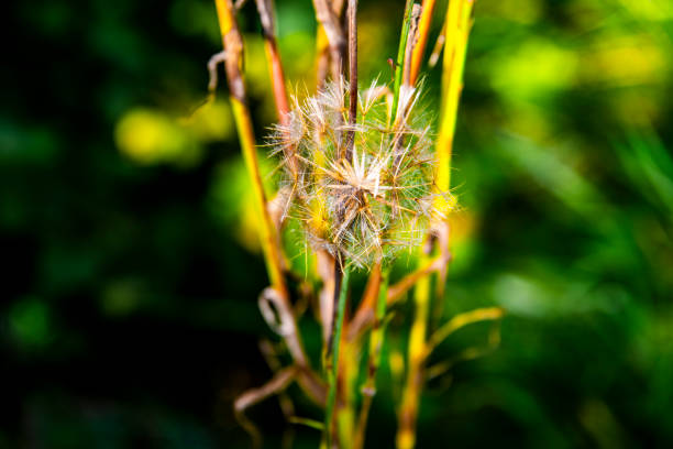 close-up dandelion in late summer on Monte Altissimo near Lake Garda, Trento, Italy