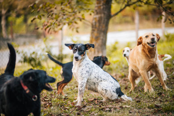 istock Stray Dogs are having fun 1277870489