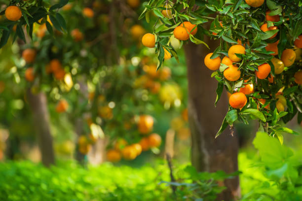 istock Tangerine sunny garden 1277871623