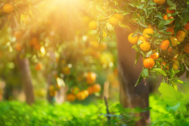 istock Tangerine sunny garden 1277871810