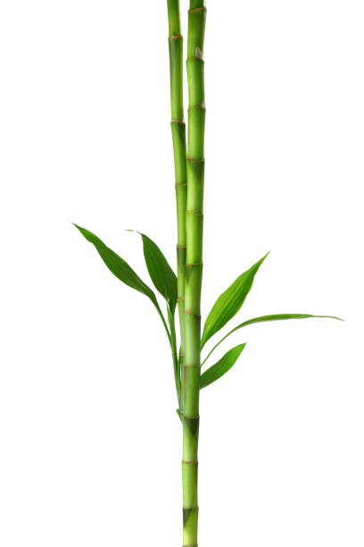 due rami di bambù isolati su sfondo bianco.  dracaena di sander - bamboo stem feng shui isolated foto e immagini stock